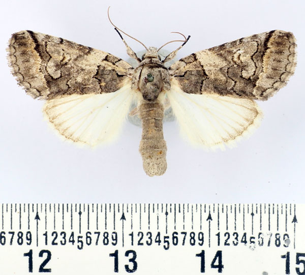 /filer/webapps/moths/media/images/R/recurrens_Proruaca_AF_BMNH.jpg