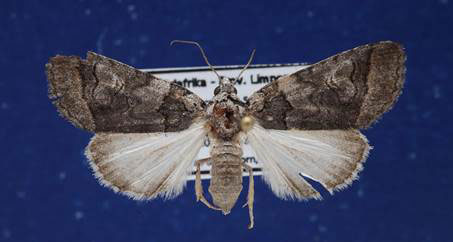 /filer/webapps/moths/media/images/R/recurrens_Proruaca_AF_Schellhorn.jpg