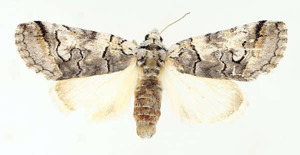 /filer/webapps/moths/media/images/R/recurrens_Proruaca_AF_TMSA_01.jpg