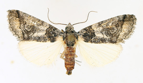 /filer/webapps/moths/media/images/R/recurrens_Proruaca_AF_TMSA_03.jpg