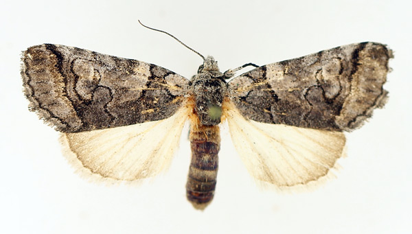 /filer/webapps/moths/media/images/R/recurrens_Proruaca_AF_TMSA_04.jpg