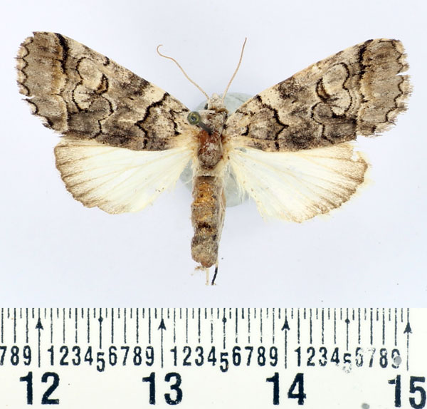 /filer/webapps/moths/media/images/R/recurrens_Proruaca_AM_BMNH.jpg
