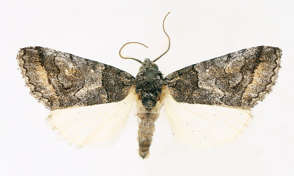 /filer/webapps/moths/media/images/R/recurrens_Proruaca_AM_TMSA_04.jpg