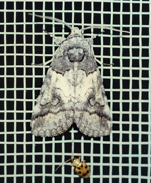 /filer/webapps/moths/media/images/R/recurrens_Proruaca_A_Roland_01.jpg
