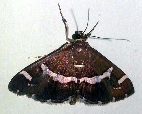 /filer/webapps/moths/media/images/R/recurvalis_Spoladea_A_Bakheet.jpg