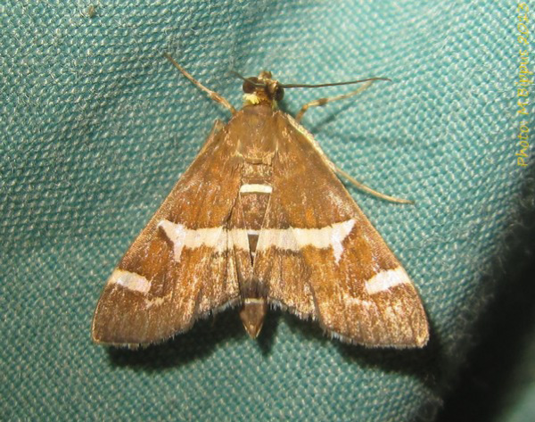 /filer/webapps/moths/media/images/R/recurvalis_Spoladea_A_Bippus.jpg
