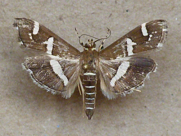 /filer/webapps/moths/media/images/R/recurvalis_Spoladea_A_Butler.jpg