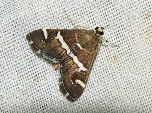 /filer/webapps/moths/media/images/R/recurvalis_Spoladea_A_Goff_02.jpg