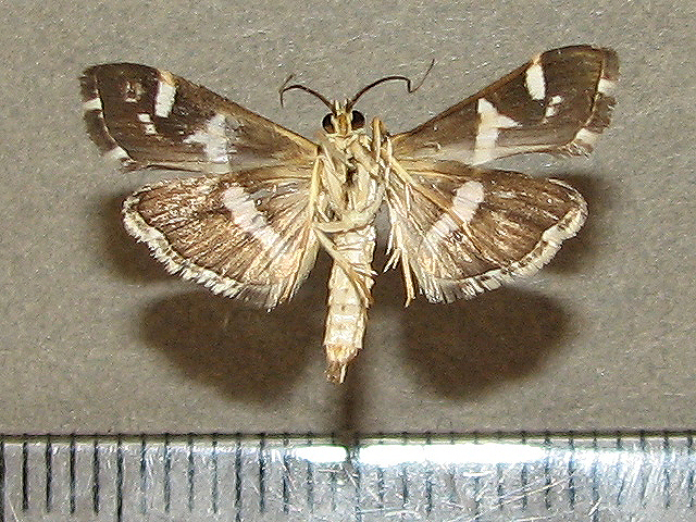 /filer/webapps/moths/media/images/R/recurvalis_Spoladea_A_Goffb_01.jpg