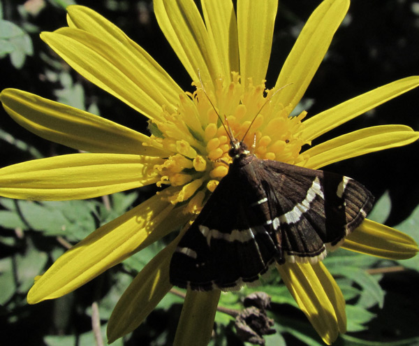 /filer/webapps/moths/media/images/R/recurvalis_Spoladea_A_Heyns_01.jpg