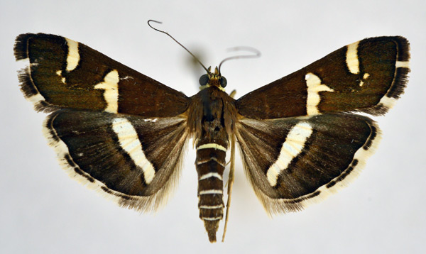 /filer/webapps/moths/media/images/R/recurvalis_Spoladea_A_NHMO.jpg