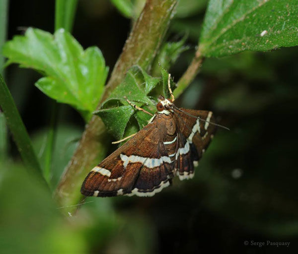 /filer/webapps/moths/media/images/R/recurvalis_Spoladea_A_Pasquasy.jpg