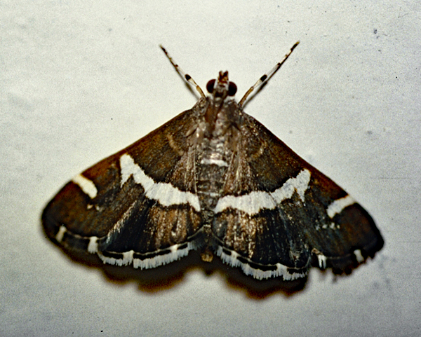 /filer/webapps/moths/media/images/R/recurvalis_Spoladea_A_Roland_01.jpg
