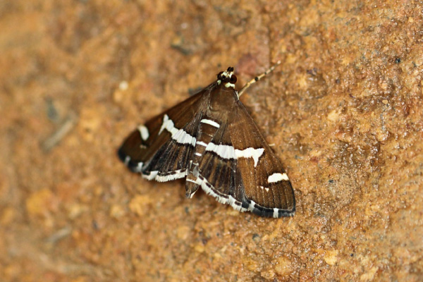 /filer/webapps/moths/media/images/R/recurvalis_Spoladea_A_Voaden.jpg
