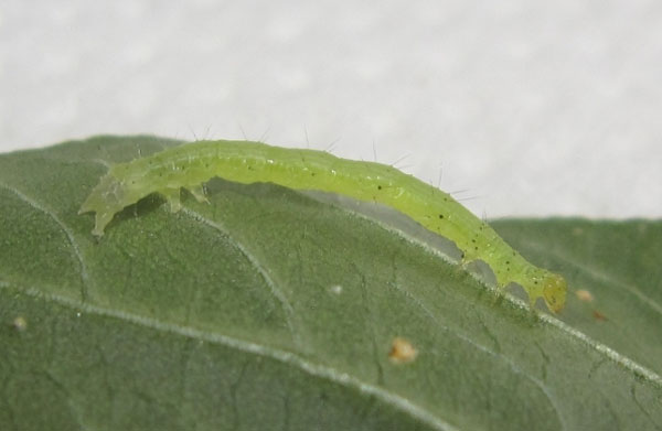 /filer/webapps/moths/media/images/R/recurvalis_Spoladea_C_Bippus.jpg