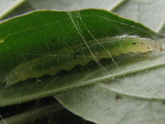 /filer/webapps/moths/media/images/R/recurvalis_Spoladea_C_Goff_02.jpg