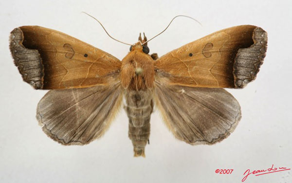 /filer/webapps/moths/media/images/R/recurvata_Ophiusa_A_Albert.jpg