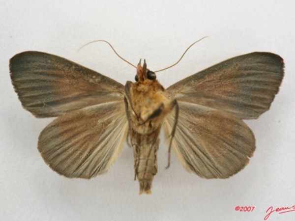 /filer/webapps/moths/media/images/R/recurvata_Ophiusa_A_Albertb_01.jpg
