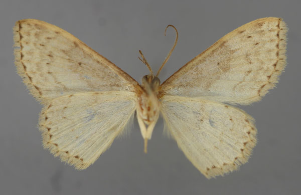 /filer/webapps/moths/media/images/R/recurvata_Scopula_HT_ZSM_02.jpg