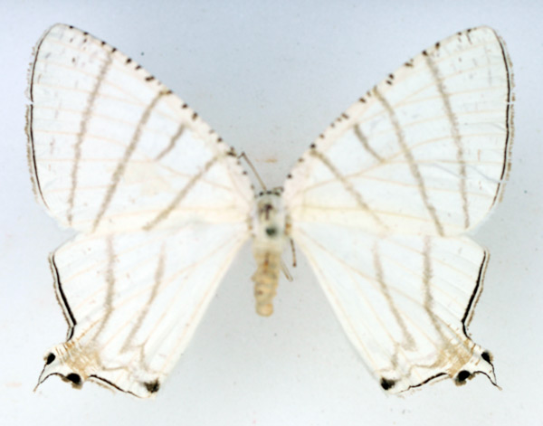 /filer/webapps/moths/media/images/R/recurvata_Urapteroides_AF_TMSA_02.jpg