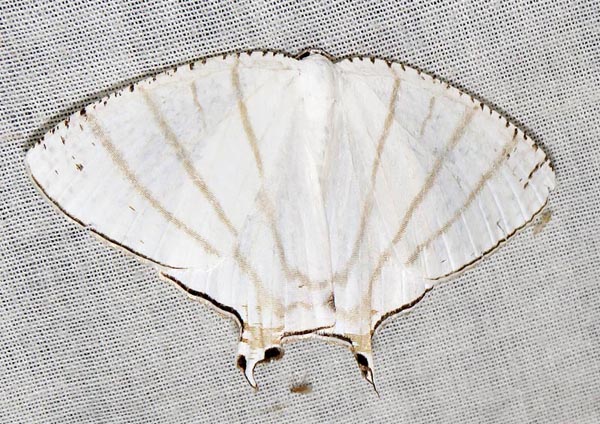 /filer/webapps/moths/media/images/R/recurvata_Urapteroides_A_Braun_3.jpg