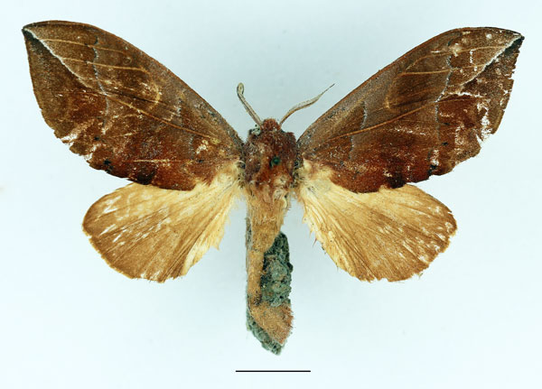 /filer/webapps/moths/media/images/R/recussa_Harpandrya_AF_Basquin.jpg