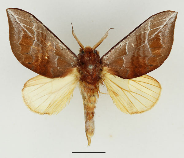 /filer/webapps/moths/media/images/R/recussa_Harpandrya_AM_Basquin_02.jpg
