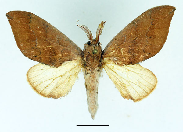 /filer/webapps/moths/media/images/R/recussa_Harpandrya_AM_Basquin_03.jpg