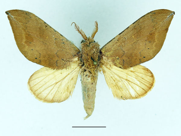 /filer/webapps/moths/media/images/R/recussa_Harpandrya_AM_Basquin_04.jpg