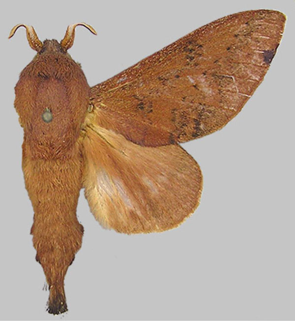 /filer/webapps/moths/media/images/R/redissa_Pallastica_HT_BMNH.jpg