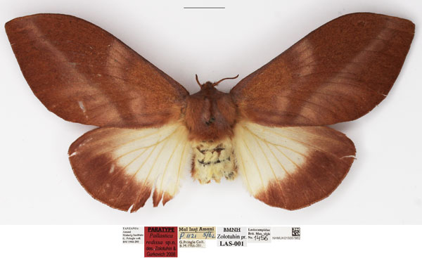 /filer/webapps/moths/media/images/R/redissa_Pallastica_PTF_NHMUK.jpg
