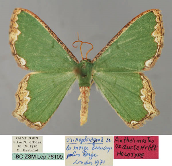 /filer/webapps/moths/media/images/R/reducta_Antharmostes_HT_ZSM_01.jpg