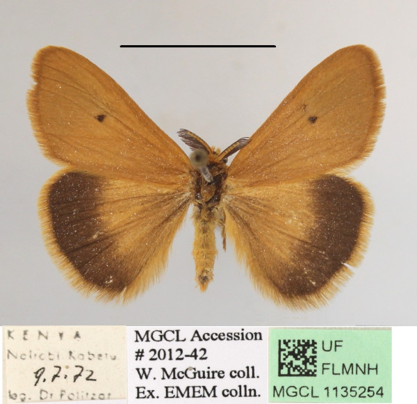 /filer/webapps/moths/media/images/R/reducta_Bracharoa_A_MGCLa_01.JPG