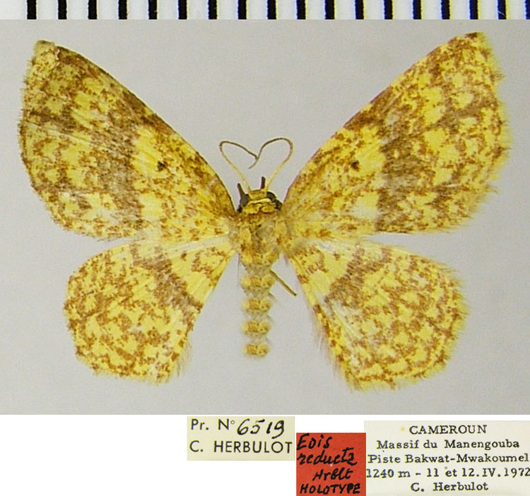 /filer/webapps/moths/media/images/R/reducta_Eois_HT_ZSMa.jpg