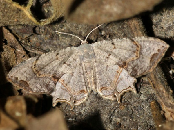/filer/webapps/moths/media/images/R/reducta_Epiplema_A_Grimm.jpg