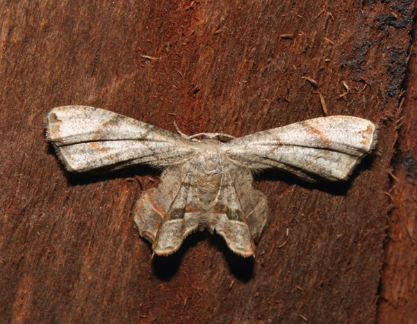 /filer/webapps/moths/media/images/R/reducta_Epiplema_A_Roland_01.jpg