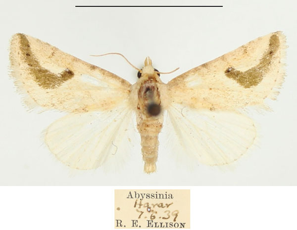 /filer/webapps/moths/media/images/R/reducta_Eublemma_AM_BMNH.jpg