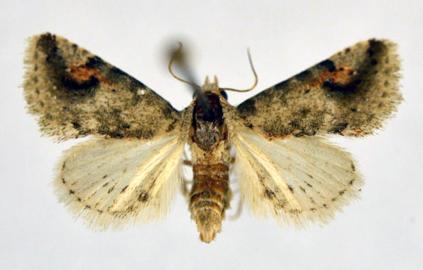 /filer/webapps/moths/media/images/R/reducta_Eublemma_AM_NHMO.jpg