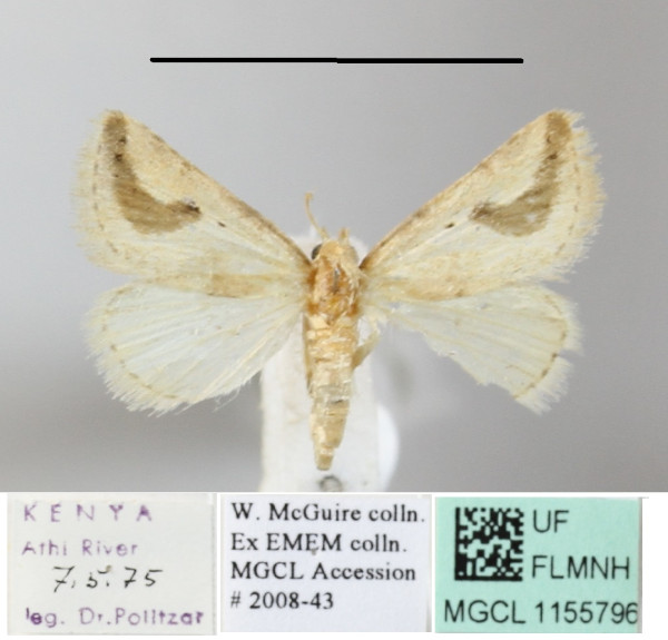 /filer/webapps/moths/media/images/R/reducta_Eublemma_A_MGCL.JPG
