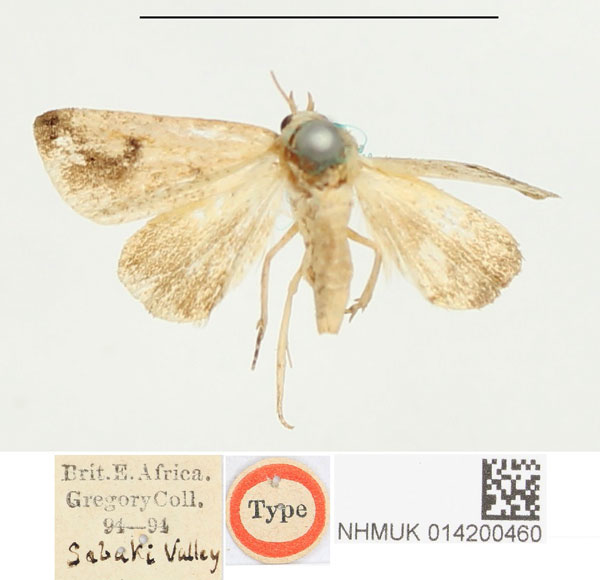 /filer/webapps/moths/media/images/R/reducta_Eublemma_HT_BMNH.jpg