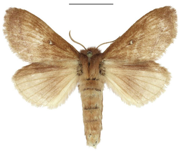 /filer/webapps/moths/media/images/R/reducta_Euwallengrenia_AF_ANHRT.jpg