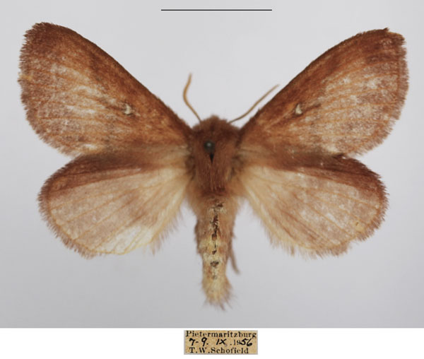 /filer/webapps/moths/media/images/R/reducta_Euwallengrenia_AF_TMSA_01.jpg