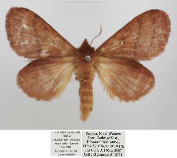/filer/webapps/moths/media/images/R/reducta_Euwallengrenia_AF_TMSA_02.jpg