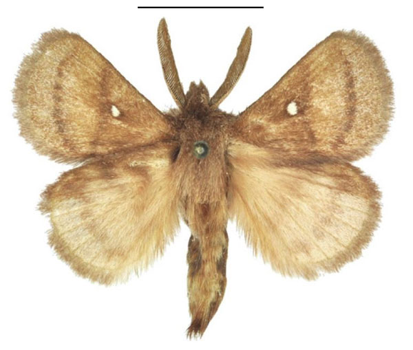 /filer/webapps/moths/media/images/R/reducta_Euwallengrenia_AM_ANHRT.jpg
