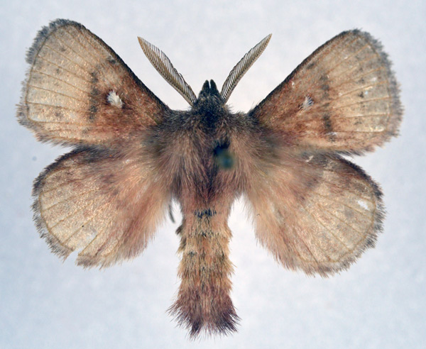 /filer/webapps/moths/media/images/R/reducta_Euwallengrenia_AM_NHMO_01.jpg