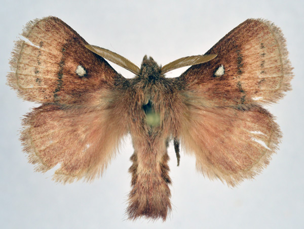 /filer/webapps/moths/media/images/R/reducta_Euwallengrenia_AM_NHMO_02.jpg