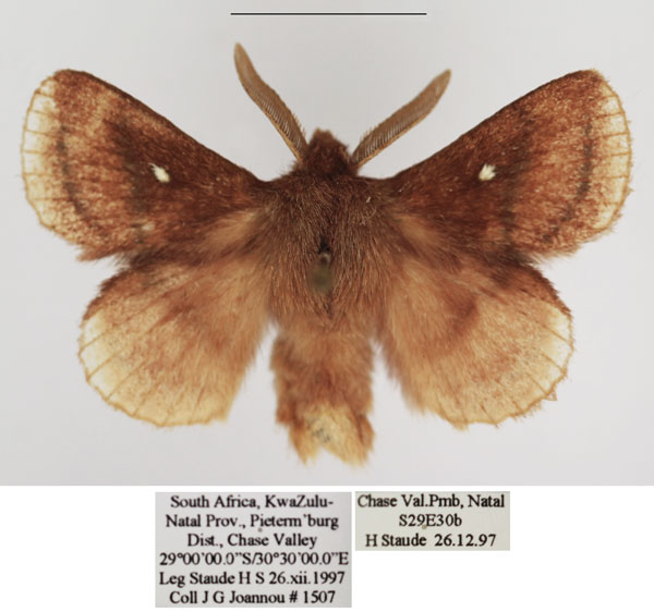 /filer/webapps/moths/media/images/R/reducta_Euwallengrenia_AM_TMSA_02.jpg