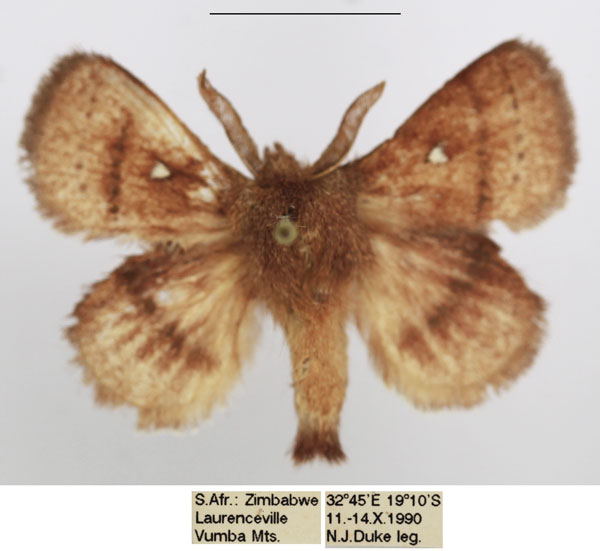/filer/webapps/moths/media/images/R/reducta_Euwallengrenia_AM_TMSA_03.jpg