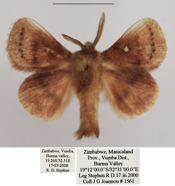 /filer/webapps/moths/media/images/R/reducta_Euwallengrenia_AM_TMSA_04.jpg