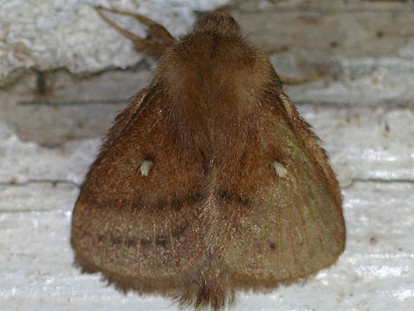 /filer/webapps/moths/media/images/R/reducta_Euwellengrenia_A_Wursten.jpg
